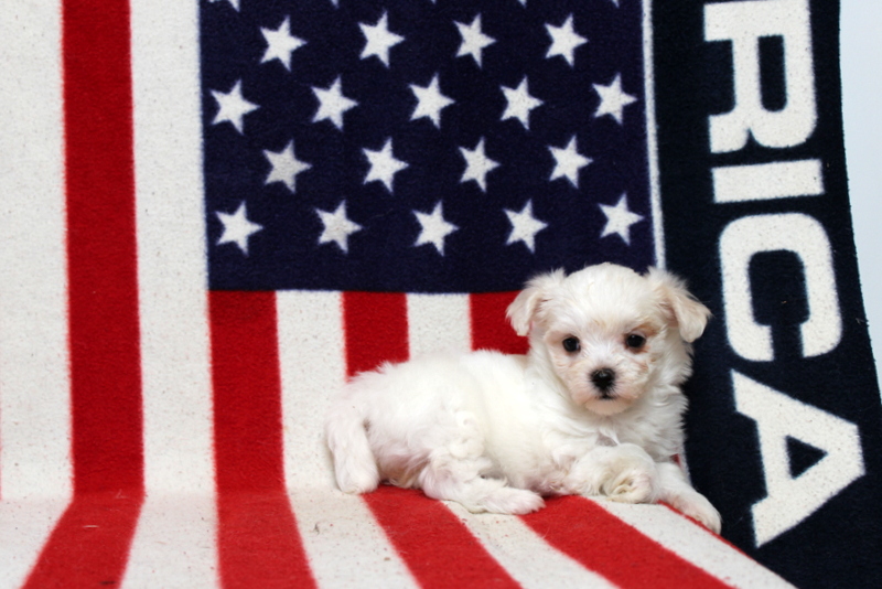 puppy, for, sale, Maltese, Matthew B. Stoltzfus, dog, breeder, Gap, PA, dog-breeder, puppy-for-sale, forsale, nearby, find, puppyfind, locator, puppylocator, aca